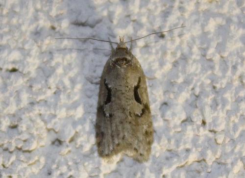 Réf. 220 307 : Semioscopis steinkellneriana